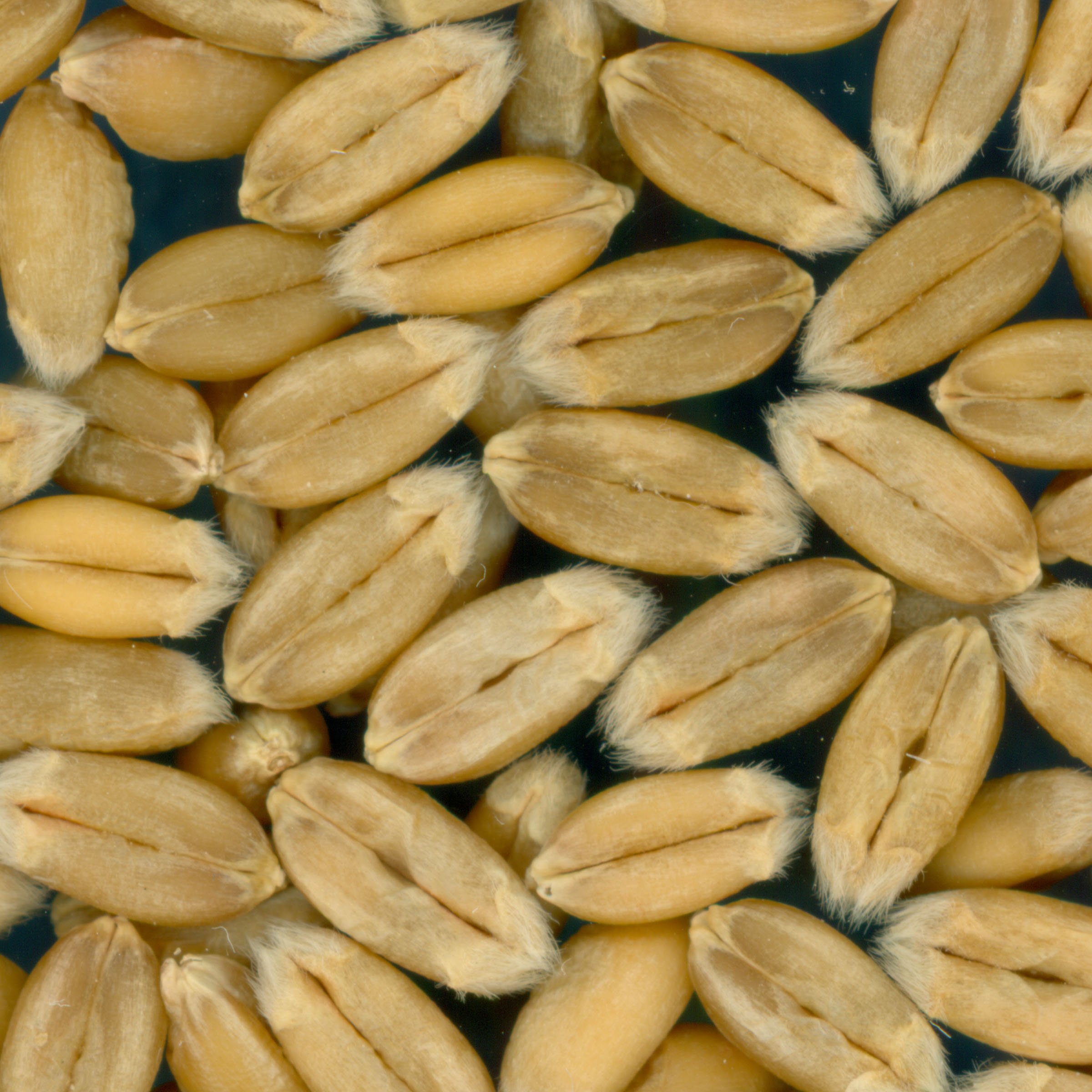KERNELS